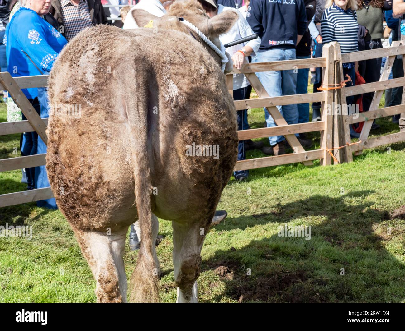 A bull being displayed at the Broughton in Furness annual agricultural show, Cumbria, UK. Stock Photo