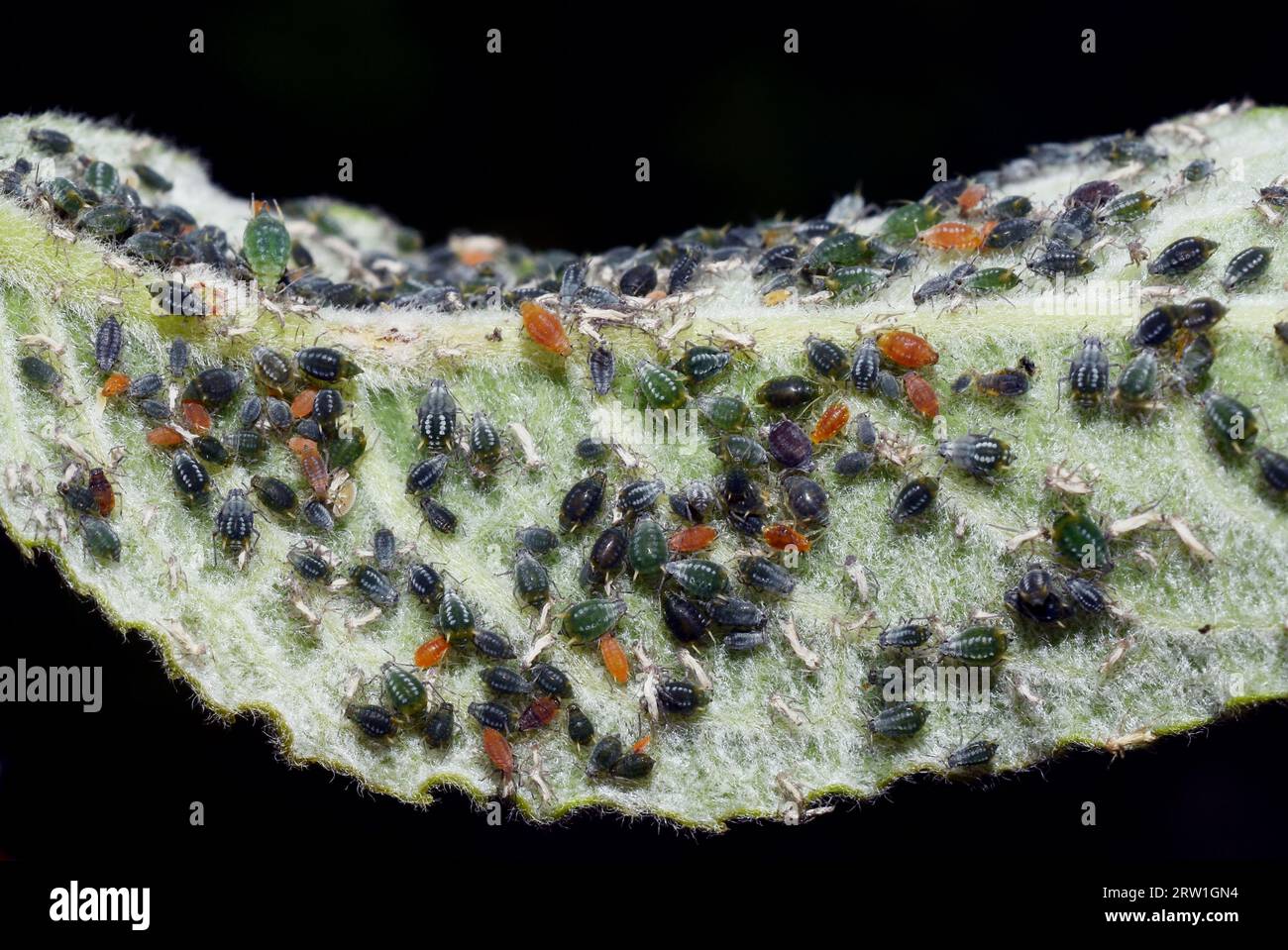 Closeup on salix leaf heavily infected by aphids Stock Photo