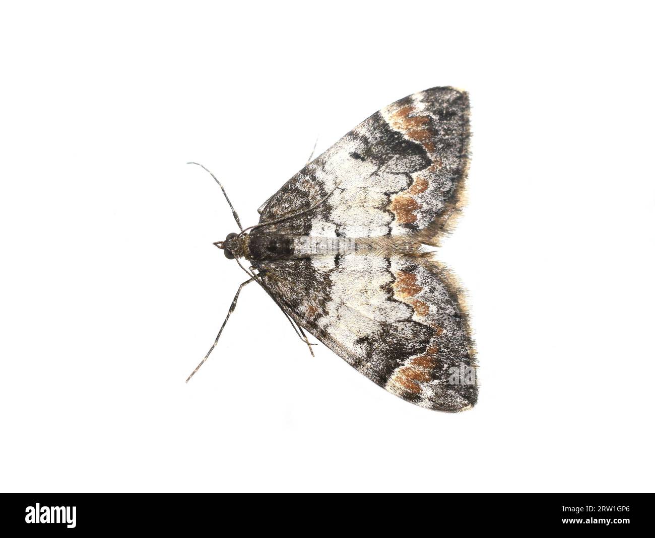 common marbled carpet moth Dysstroma truncata on white background Stock Photo