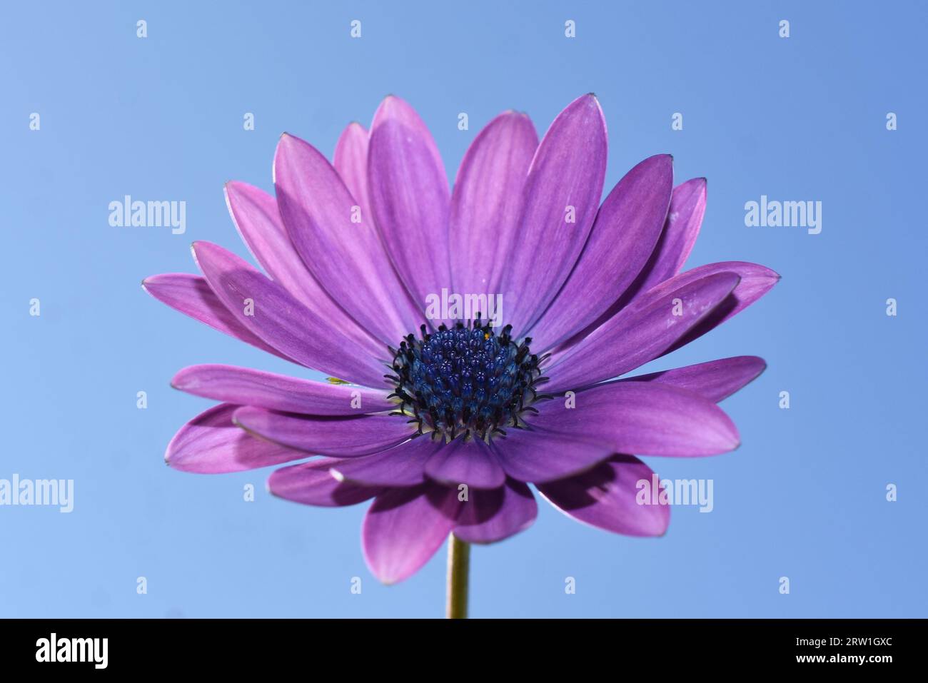closeup on purple daisy flower with blue sky background Stock Photo