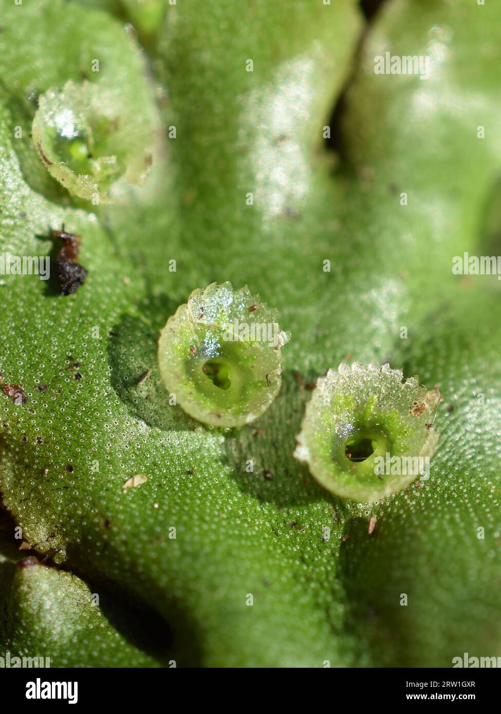 Common liverwort Marchantia polymorpha thallus with Gemma cups Stock Photo