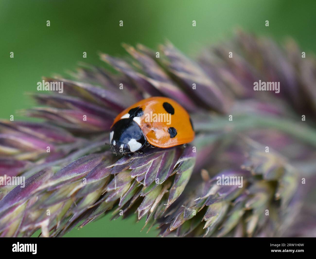 Sevenspotted ladybird coccinella septempunctata on a grass straw Stock Photo