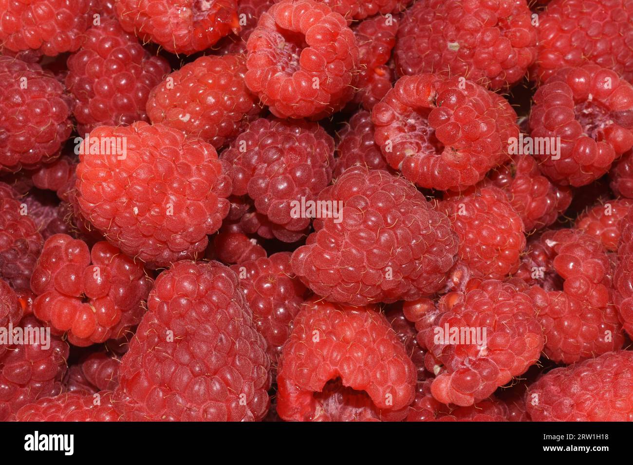 Closeup on fresh red raspberries Rubus idaeus Stock Photo