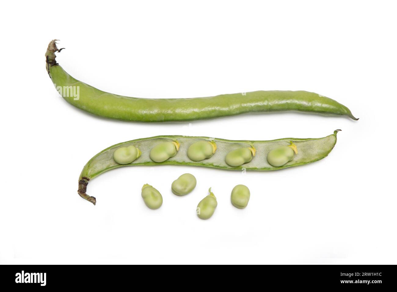 Broad Beans, Isolated on White Background Vicia Faba, Whole Raw Fava