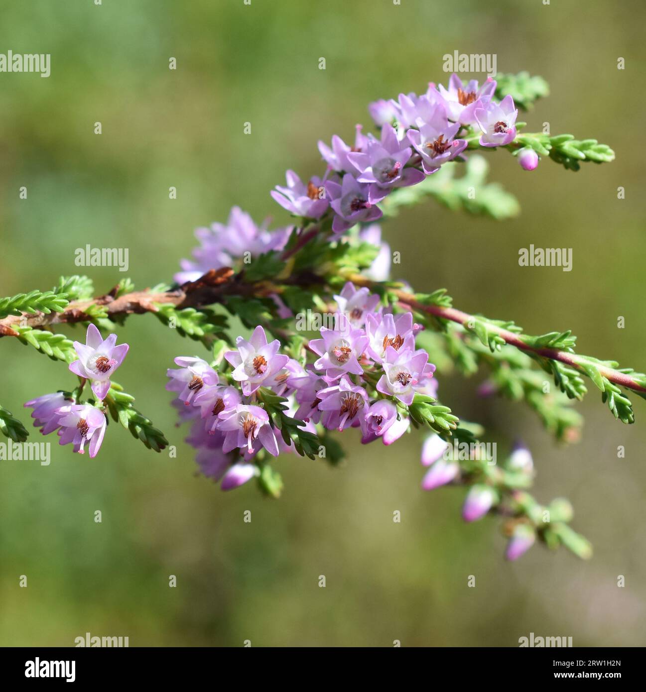 Calluna vulgaris Common heather  pink flowers on green background Stock Photo