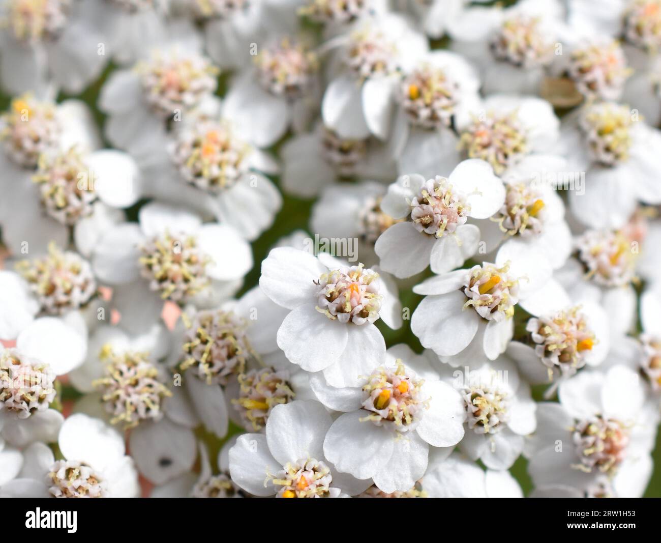 Closeup on white common yarrow wildflower Achillea millefolium Stock Photo