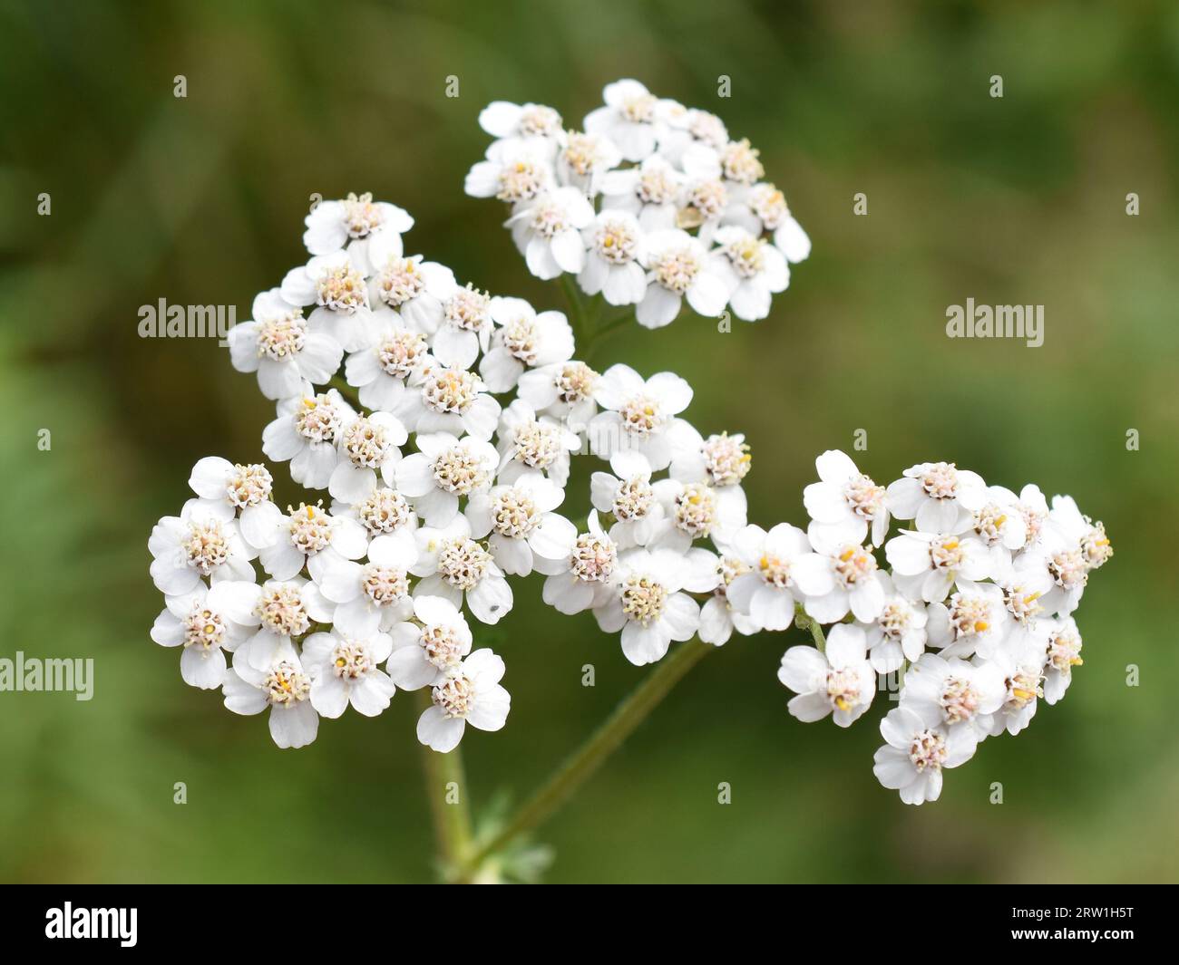 Closeup on white common yarrow wildflower Achillea millefolium Stock Photo