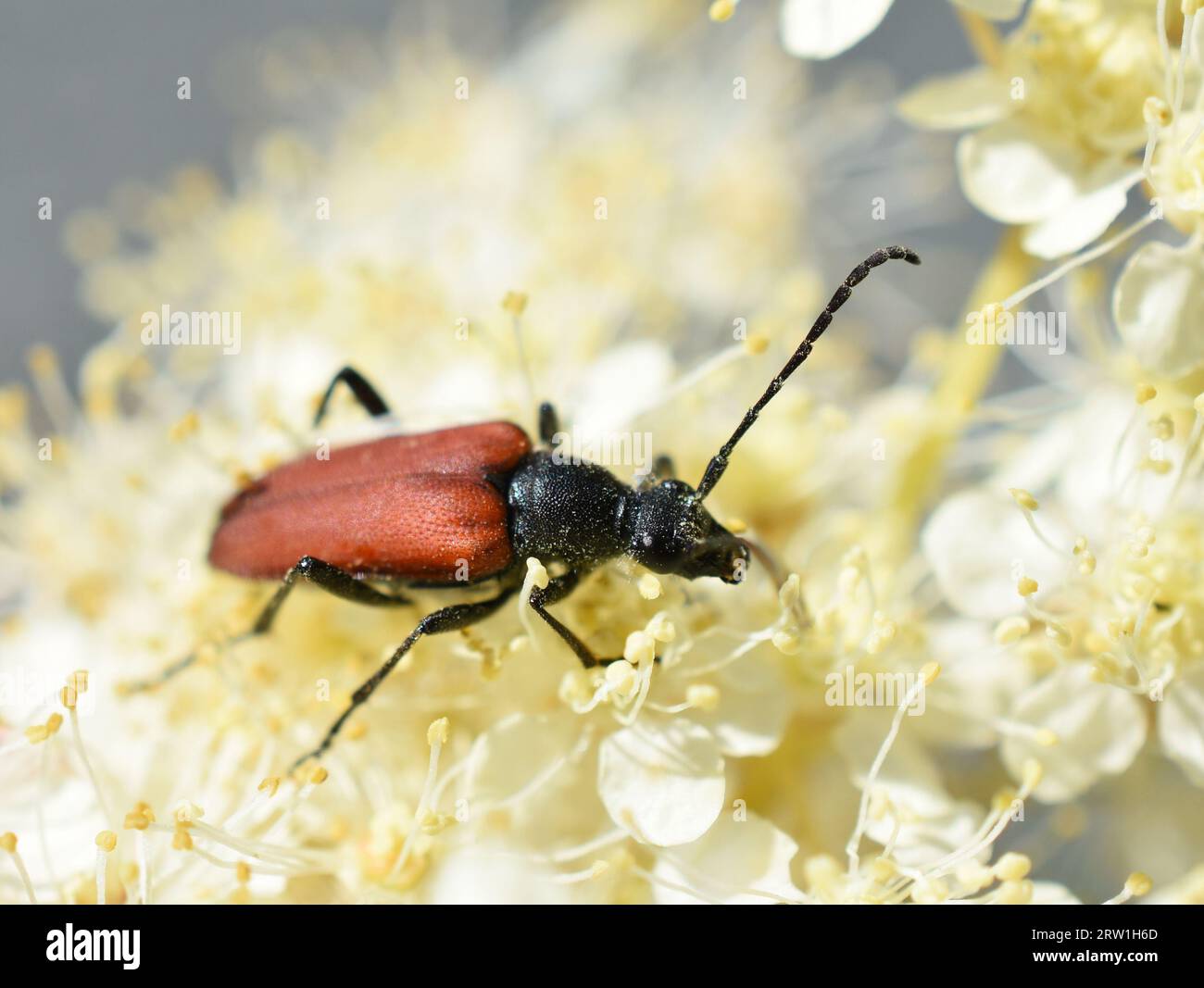 Female of the longhorn beetle Anastrangalia sanguinolenta on a flower Stock Photo