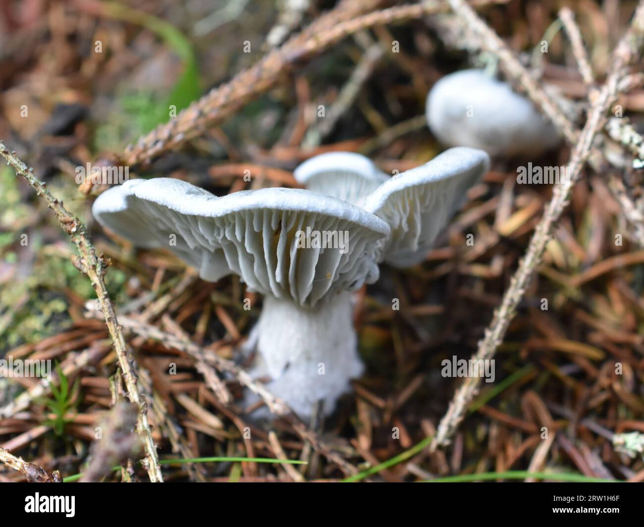 Aniseed toadstool Clitocybe odora in nature Stock Photo