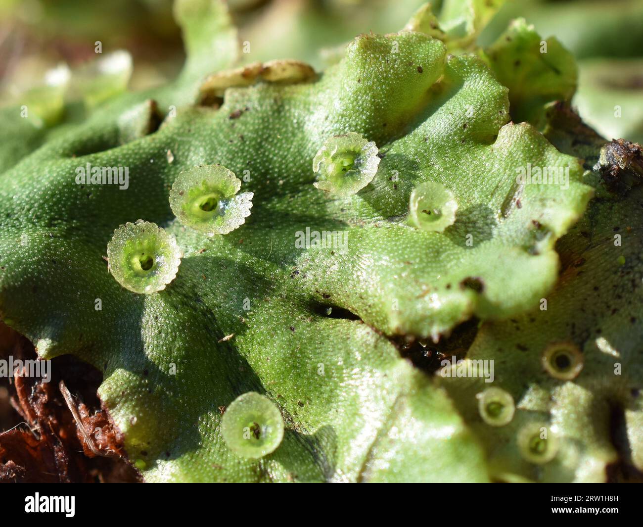 Common liverwort Marchantia polymorpha thallus with Gemma cups Stock Photo
