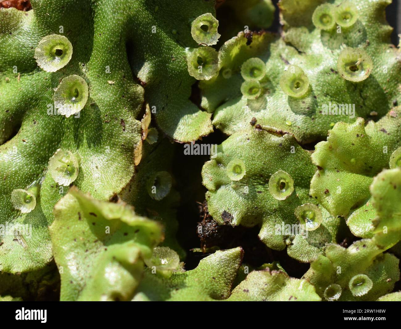 Common liverwort Marchantia polymorpha thallus with Gemma cups Stock Photo