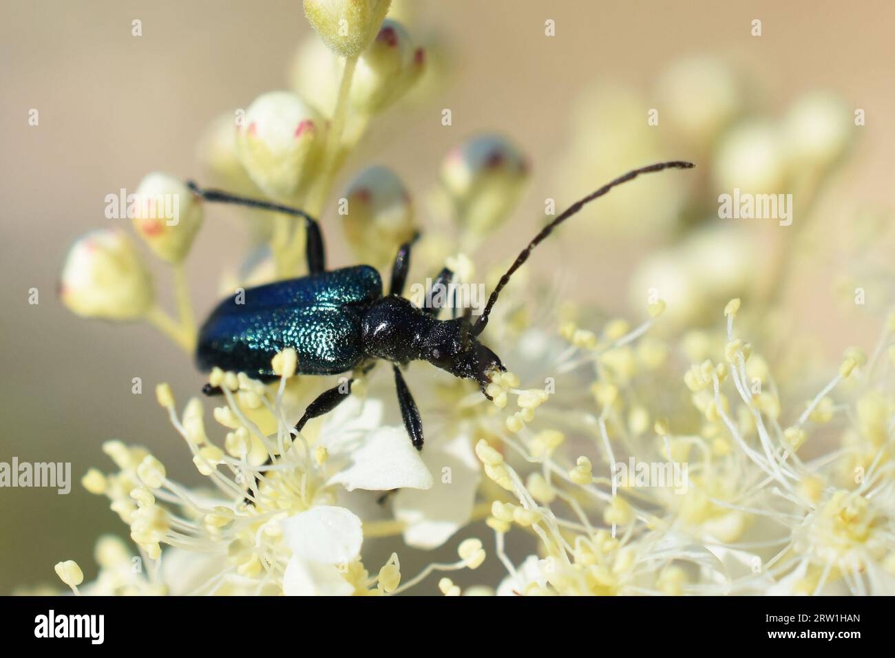The longhorn beetle Gaurotes virginea eating pollen on a flower Stock