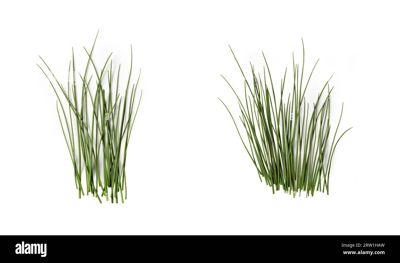 Scallion Leaves without Bulbs, Chive, Shallot, Green Onion, Spring