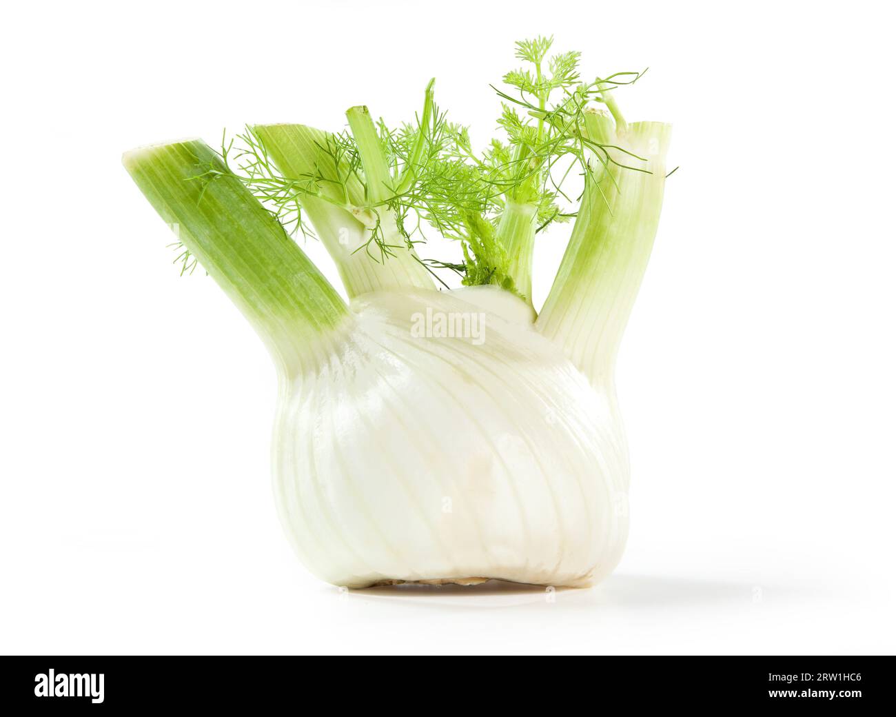Fennel Bulbs, Isolated on White Background Pair, Two Big White Bulbs