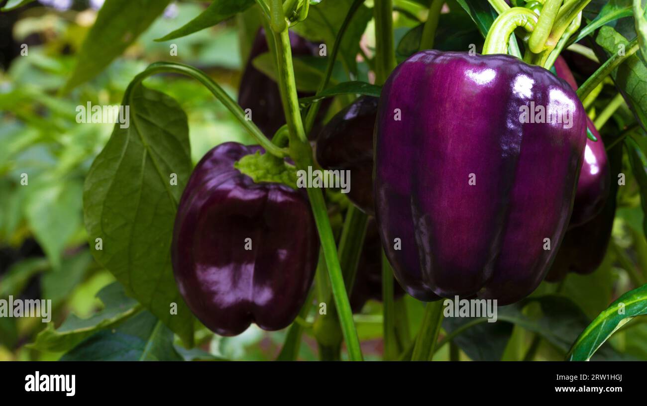 Chili paprika violet plant hi-res stock photography and images - Alamy