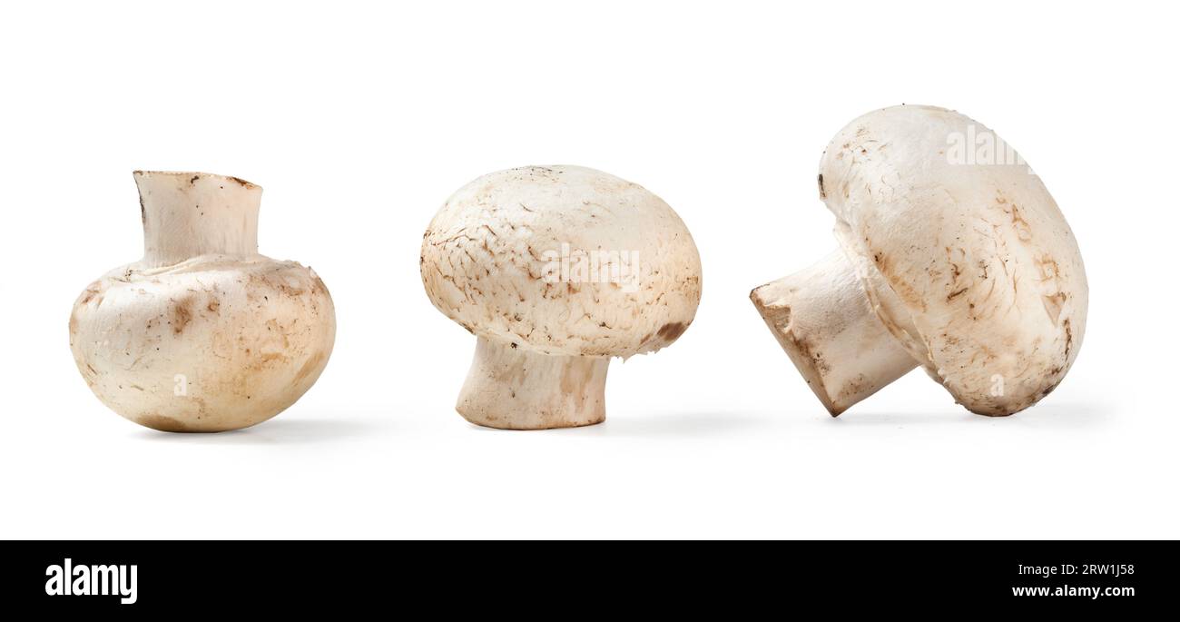 Pleurotus mushrooms Pleurotus eryngii Ferula Champignon Stock Photo Alamy