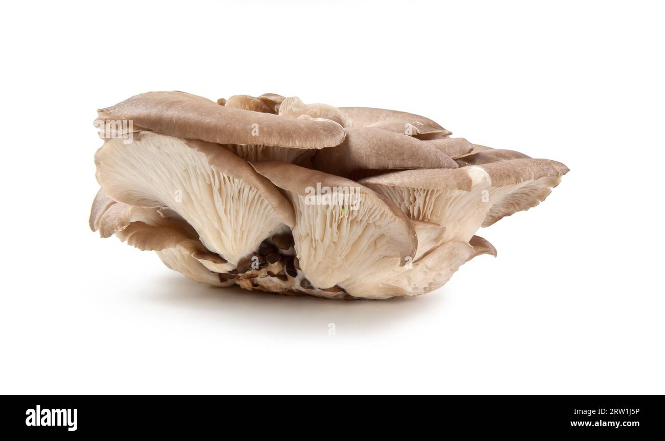 Pleurotus mushrooms Pleurotus eryngii Ferula Champignon Stock Photo Alamy