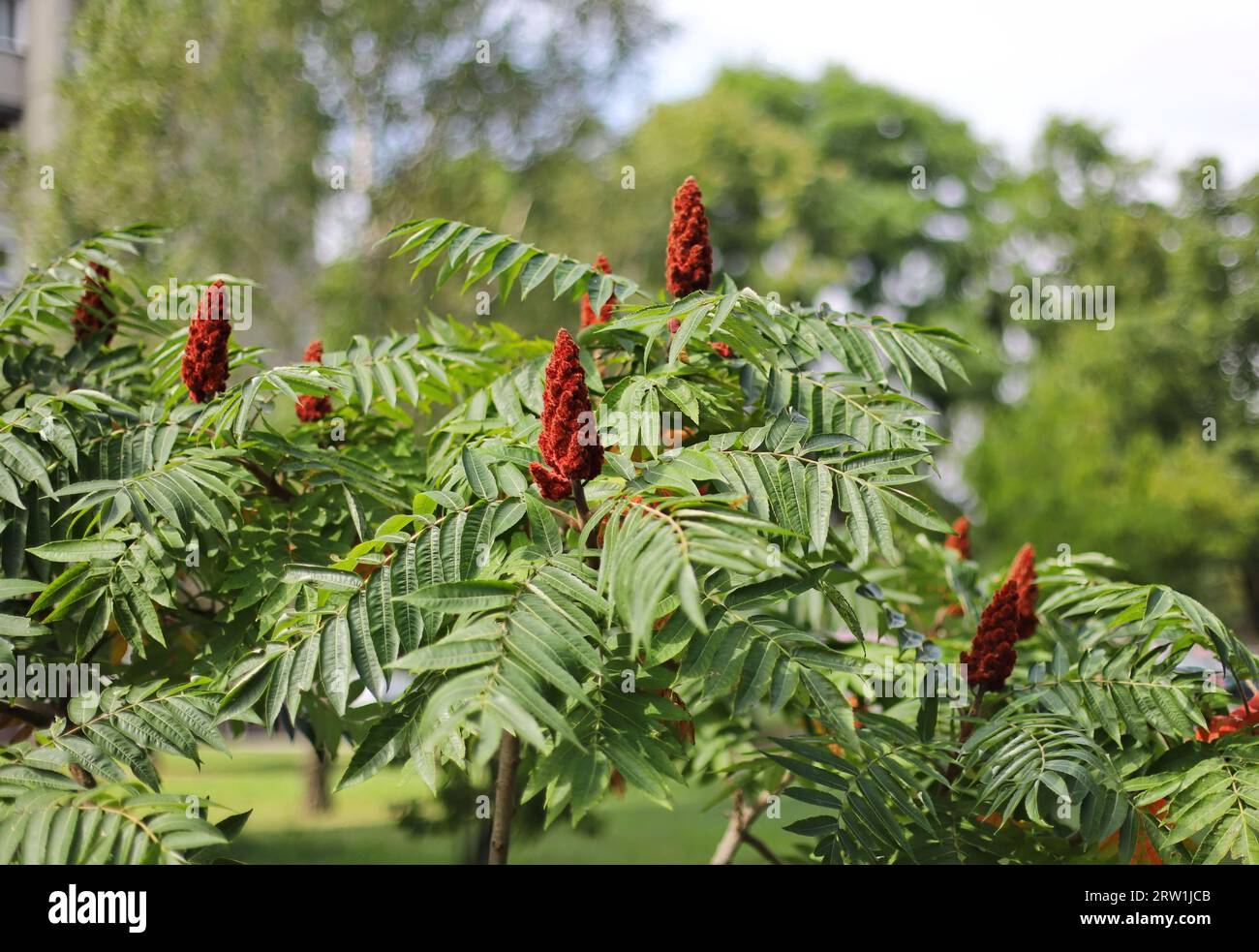 Rhus typhina (staghorn sumac Stock Photo Alamy