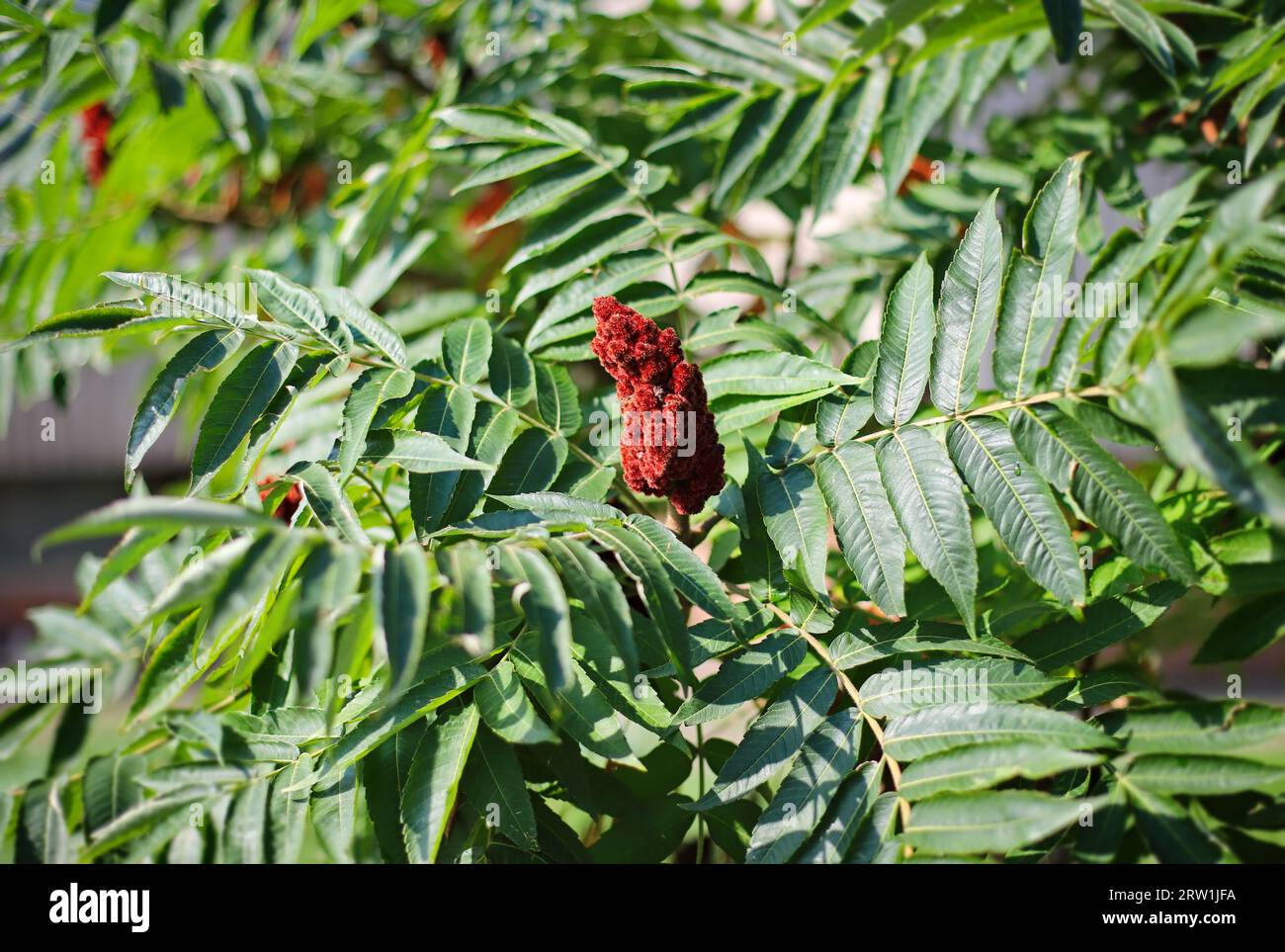 Rhus typhina (staghorn sumac Stock Photo Alamy