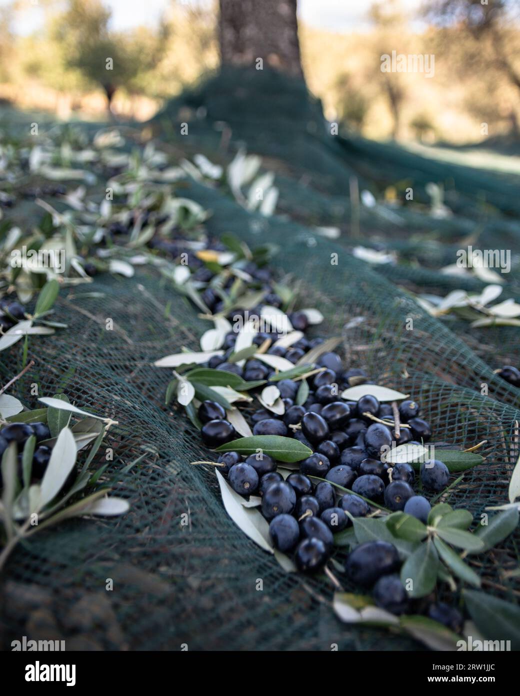 Close-Up of a Pile of Olives on the Ground in Nets During Olive Harvest