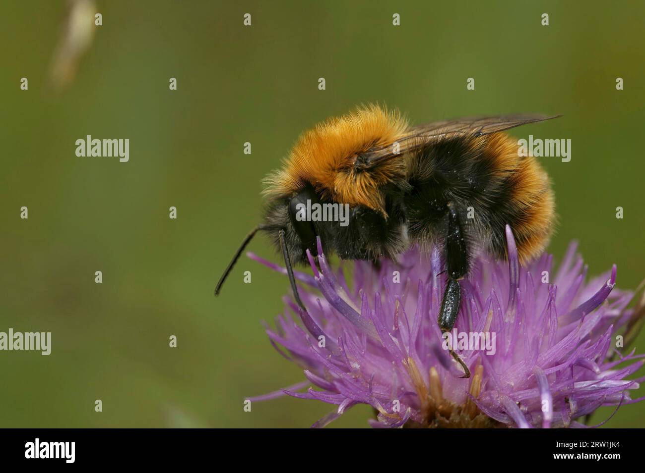 Natural closeup on an unusual dark color variant in the Common carder bee Bombus pascuorum moorselensis Stock Photo