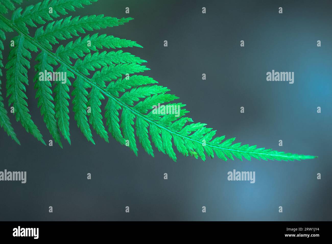 Bracken fern isolated hi-res stock photography and images - Alamy