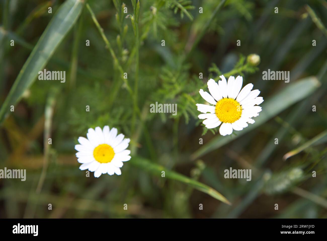 A daisy flower in a crop field Stock Photo