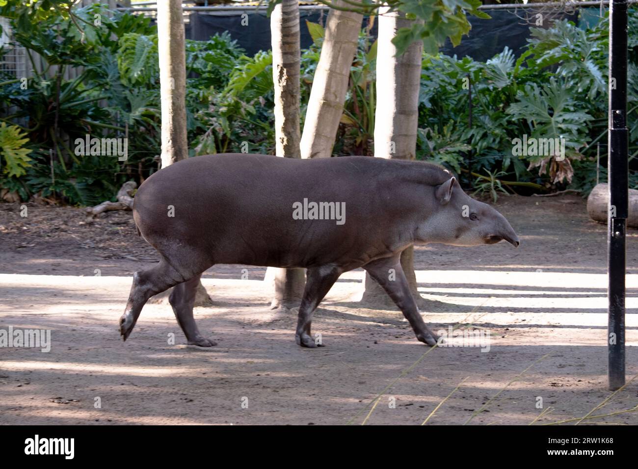 Thick manes hi-res stock photography and images - Alamy