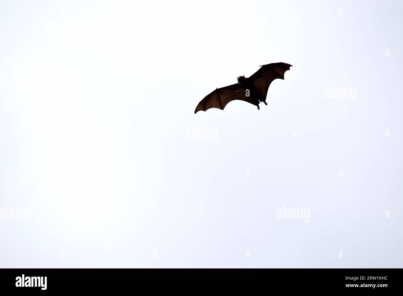 Bats are the only mammals that can fly. Instead of arms or hands, they