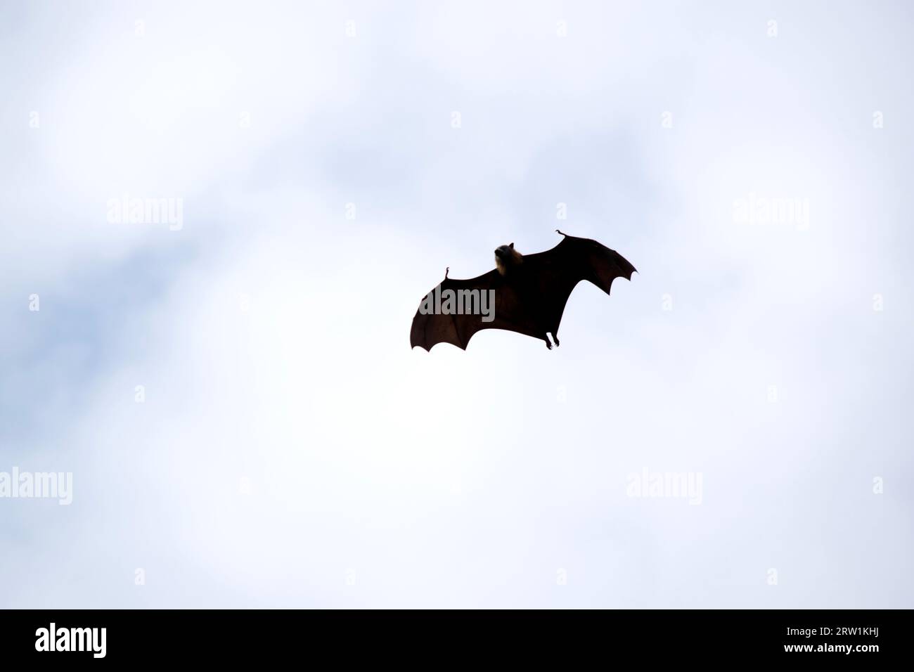 Bats are the only mammals that can fly. Instead of arms or hands, they