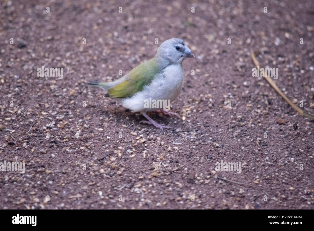 Gouldian finch young hi-res stock photography and images - Alamy