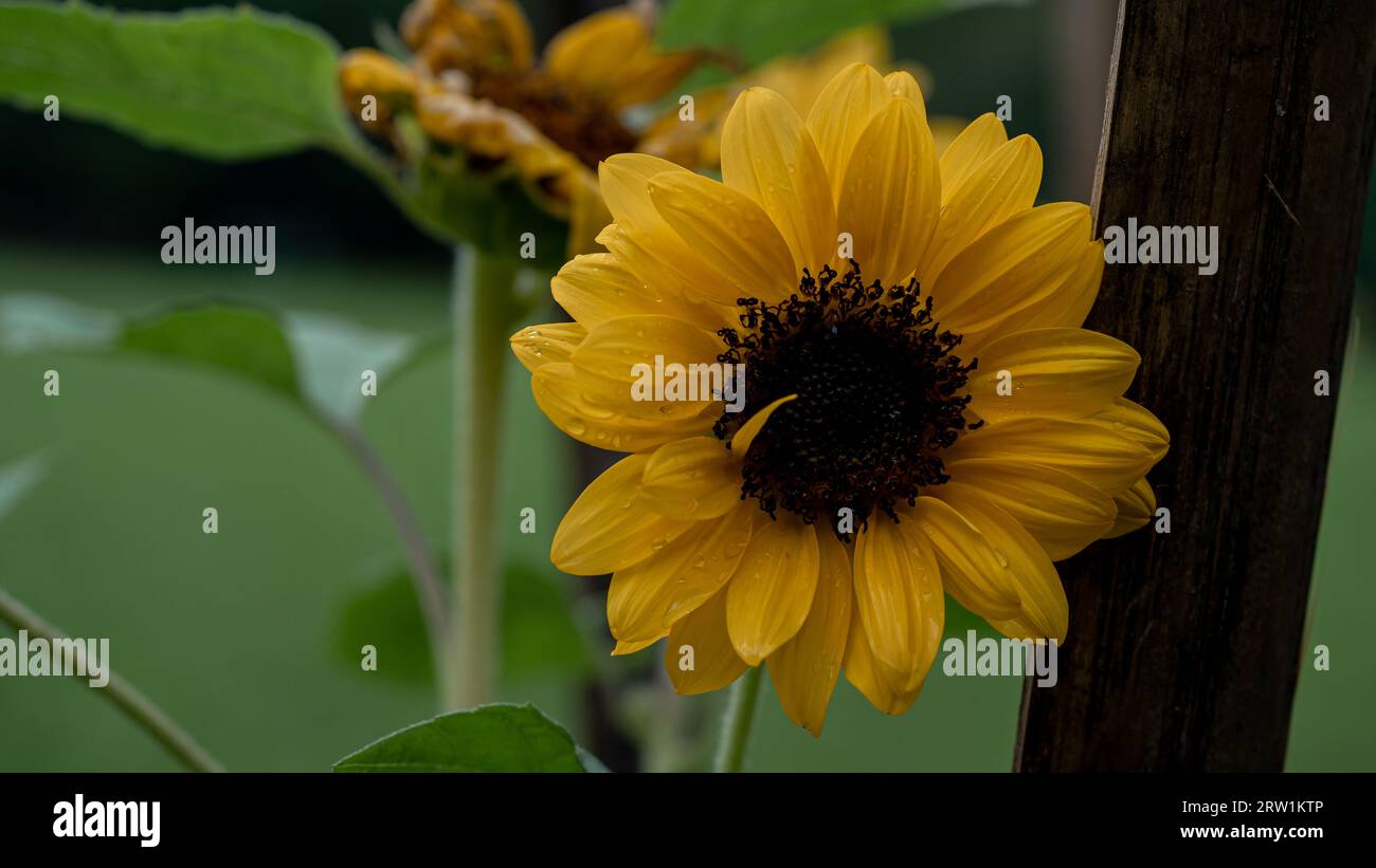 Close up of sunflower blooming in the garden. Selective focus. Stock Photo