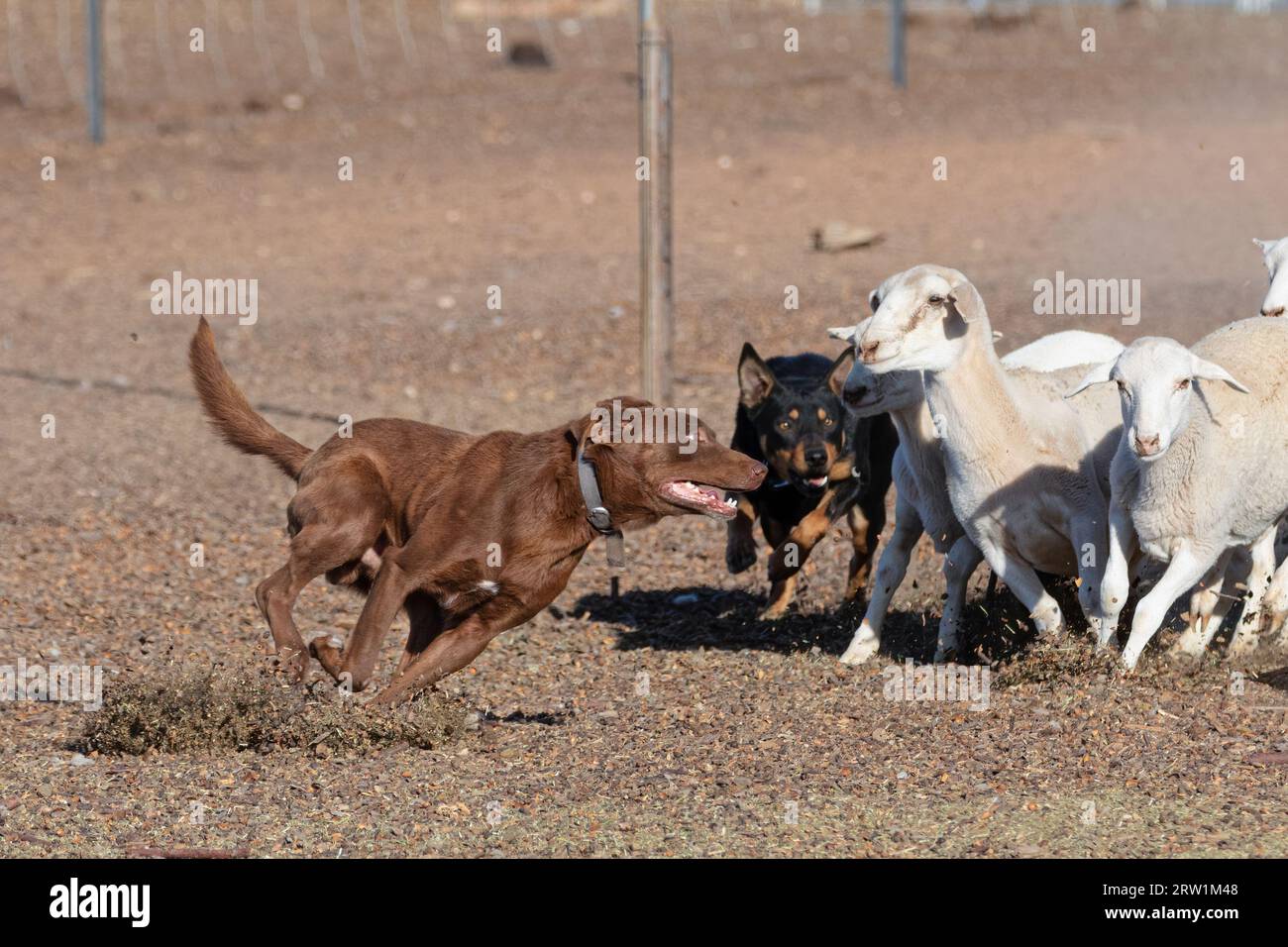 Australian Kelpie Dog working sheep oil the Australian Outback. Stock Photo