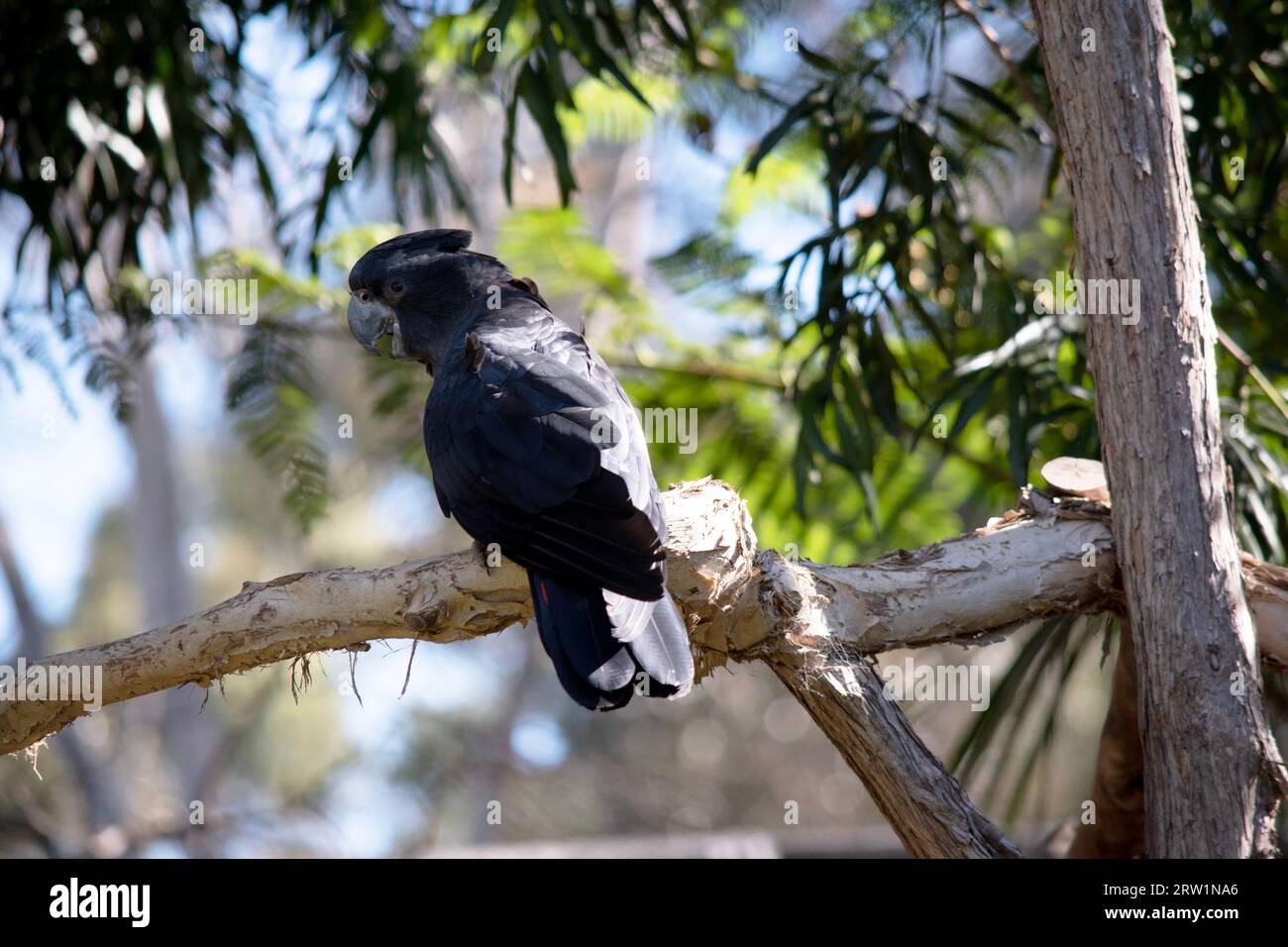Male Redtailed Black Cockatoos are black with two vibrant red stripes