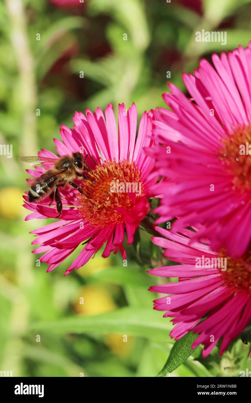 26.10.2022, Germany, Brandenburg, Neuenhagen - Honey bee sucking nectar from a pink aster. 00S221026D138CAROEX.JPG [MODEL RELEASE: NOT Applicable, PRO Stock Photo