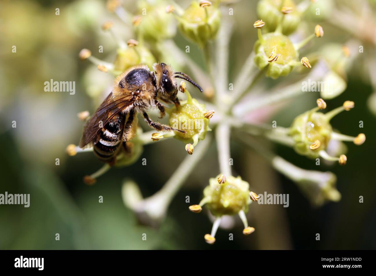 28.10.2022, Germany, Berlin, Berlin - Honey bee sucking nectar from an ivy flower. 00S221028D150CAROEX.JPG [MODEL RELEASE: NOT Applicable, PROPERTY RE Stock Photo