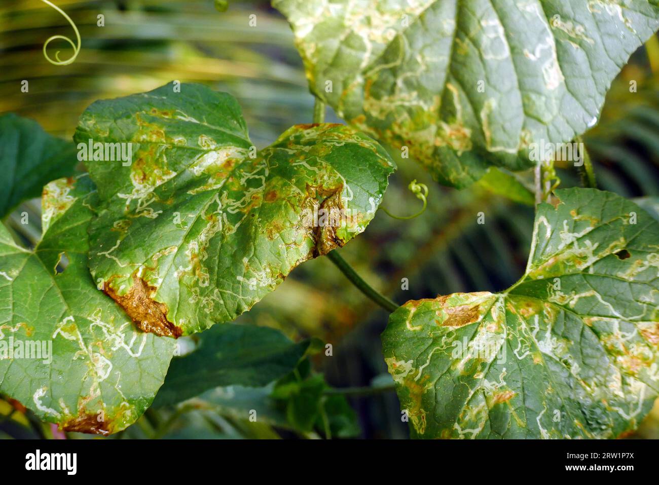 Leaf Spot On Cucumber Leaf, Melon Leaf. Plant Disease Stock Photo - Alamy