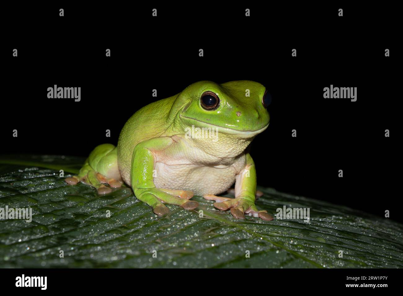 A beautiful vibrant Green Tree Frog sitting on a banana leaf. Northern ...