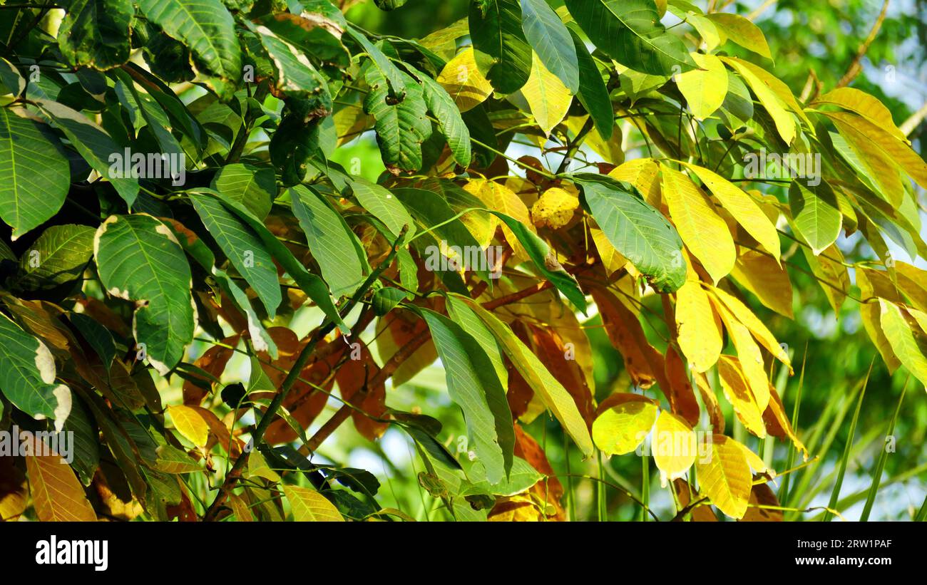 Hevea brasiliensis, rubber leaves or Para rubber tree, sharinga tree
