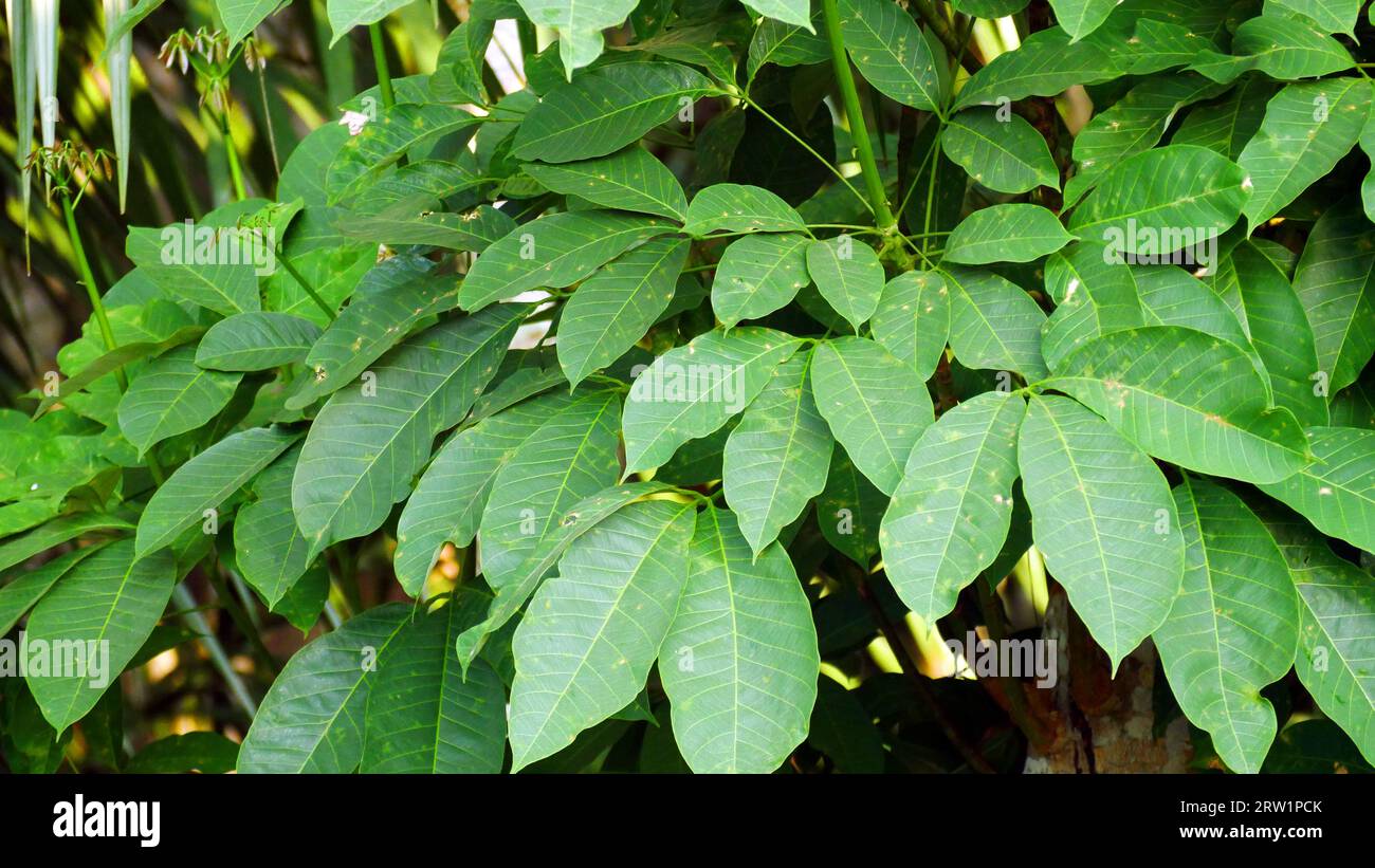 Hevea brasiliensis, rubber leaves or Para rubber tree, sharinga tree