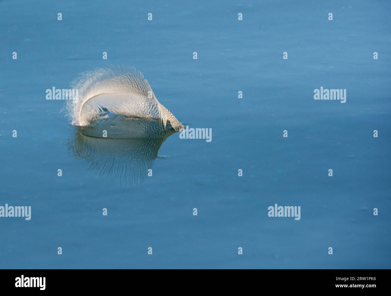 feather floating on water Stock Photo Alamy