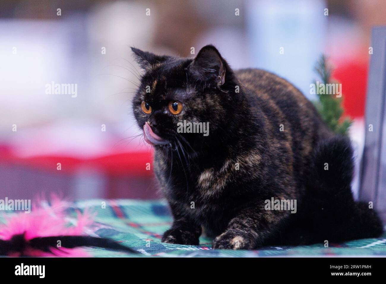 Cat compete pet hi-res stock photography and images - Alamy
