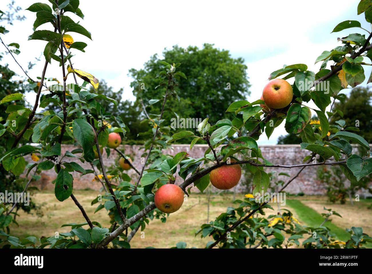 Appletree hi res stock photography and images Alamy Appletree hi res stock photography and images Alamy