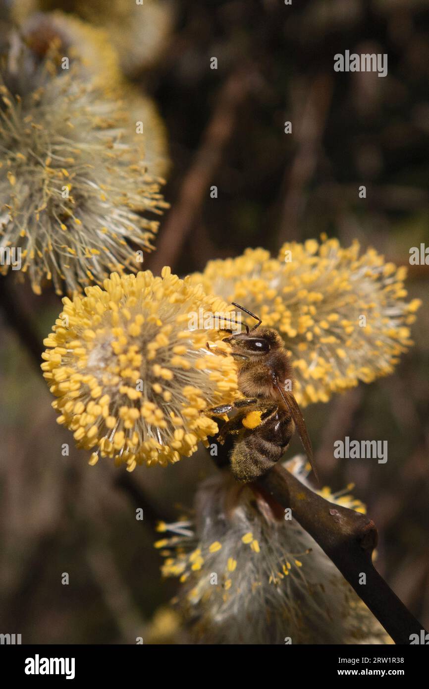 Pollen Berlin Germany
