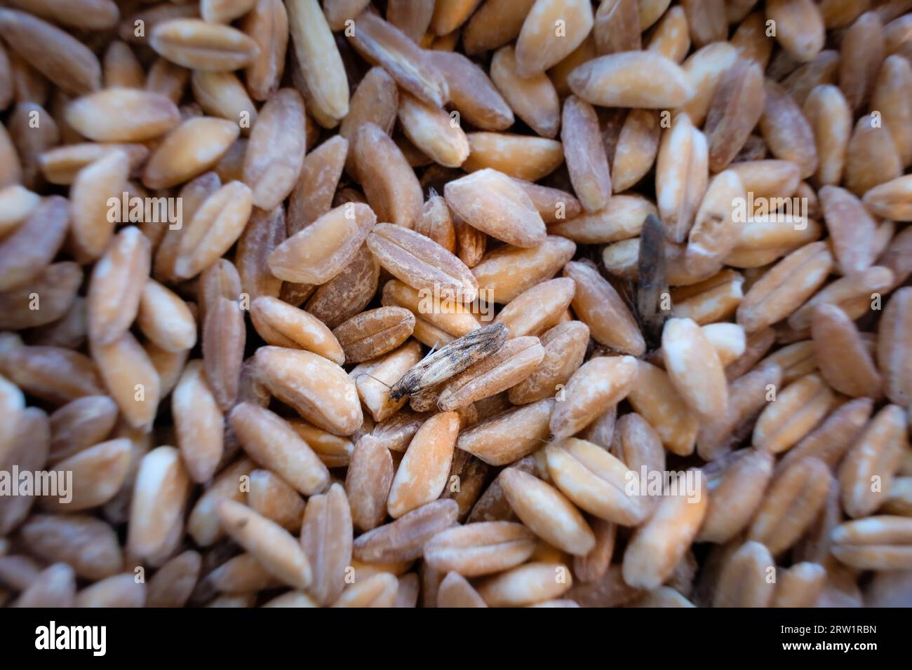 Camoflauged insect in pile of raw farro Stock Photo