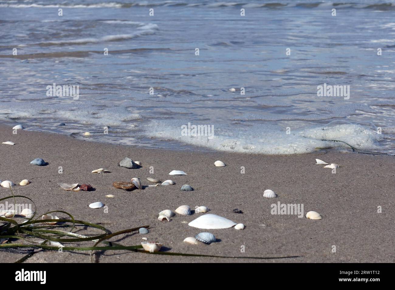 03.04.2023, Germany, Mecklenburg-Western Pomerania, Binz - Seaweed and shells lying on the beach of the Baltic Sea. 00S230403D549CAROEX.JPG [MODEL REL Stock Photo