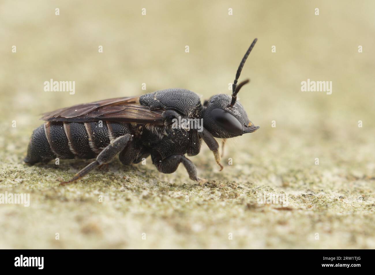 Detailed closeup of the black cleptoparasite cuckoo bee, Stelis simillima from the Gard, France Stock Photo