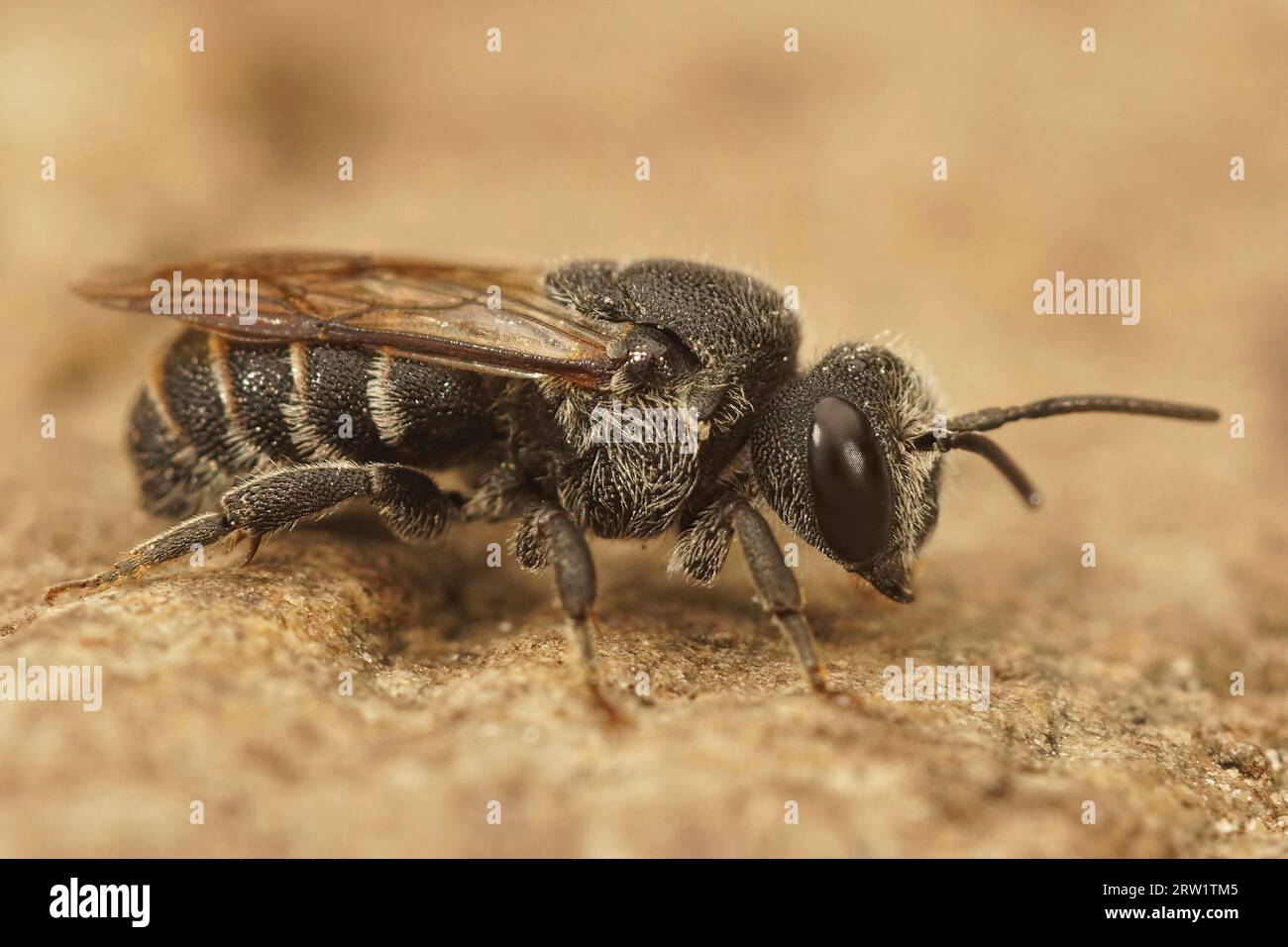 Detailed closeup of the black cleptoparasite cuckoo bee, Stelis simillima from the Gard, France Stock Photo