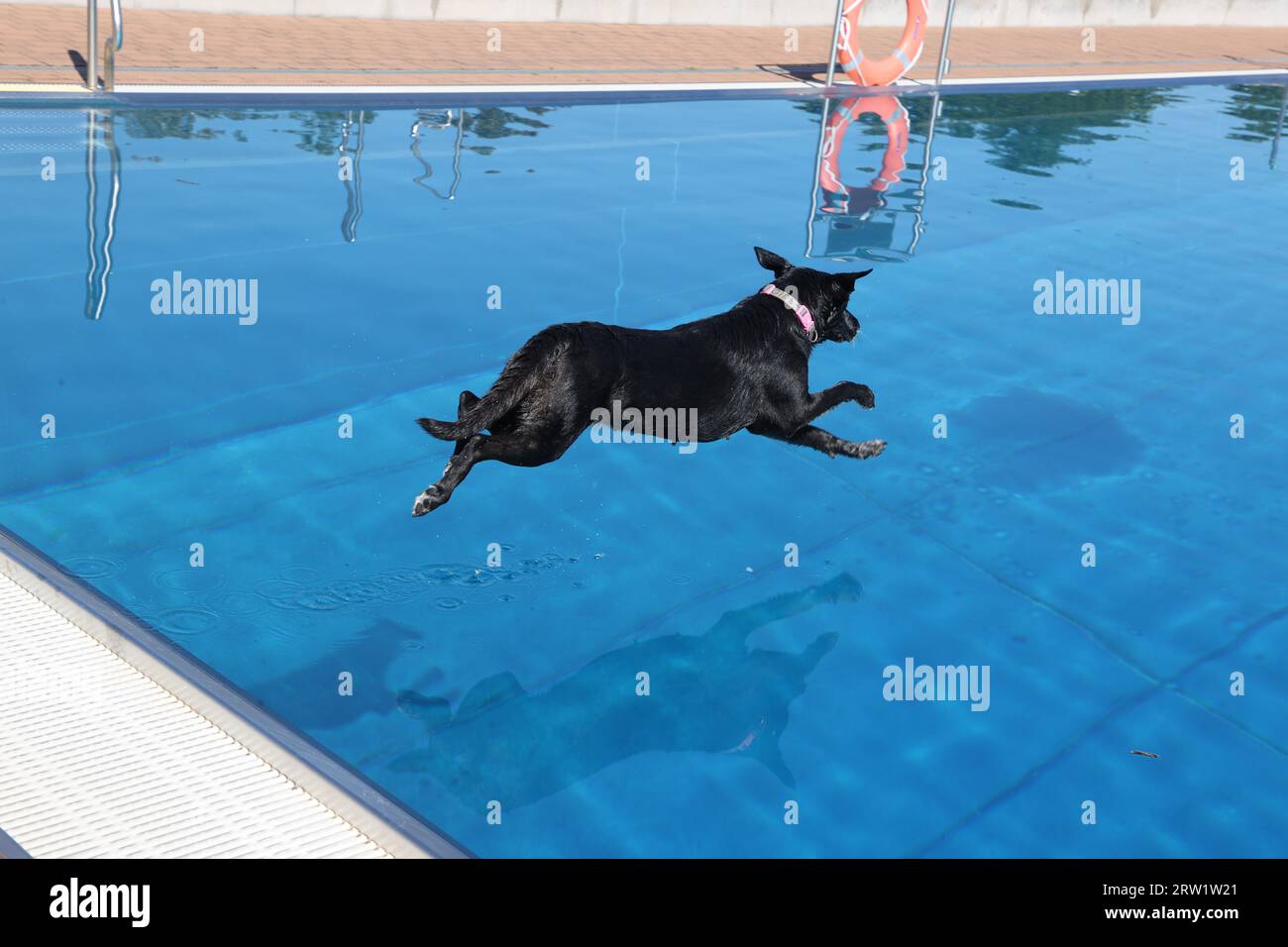 saalfeld-germany-16th-sep-2023-a-dog-jumps-into-the-water-at-the