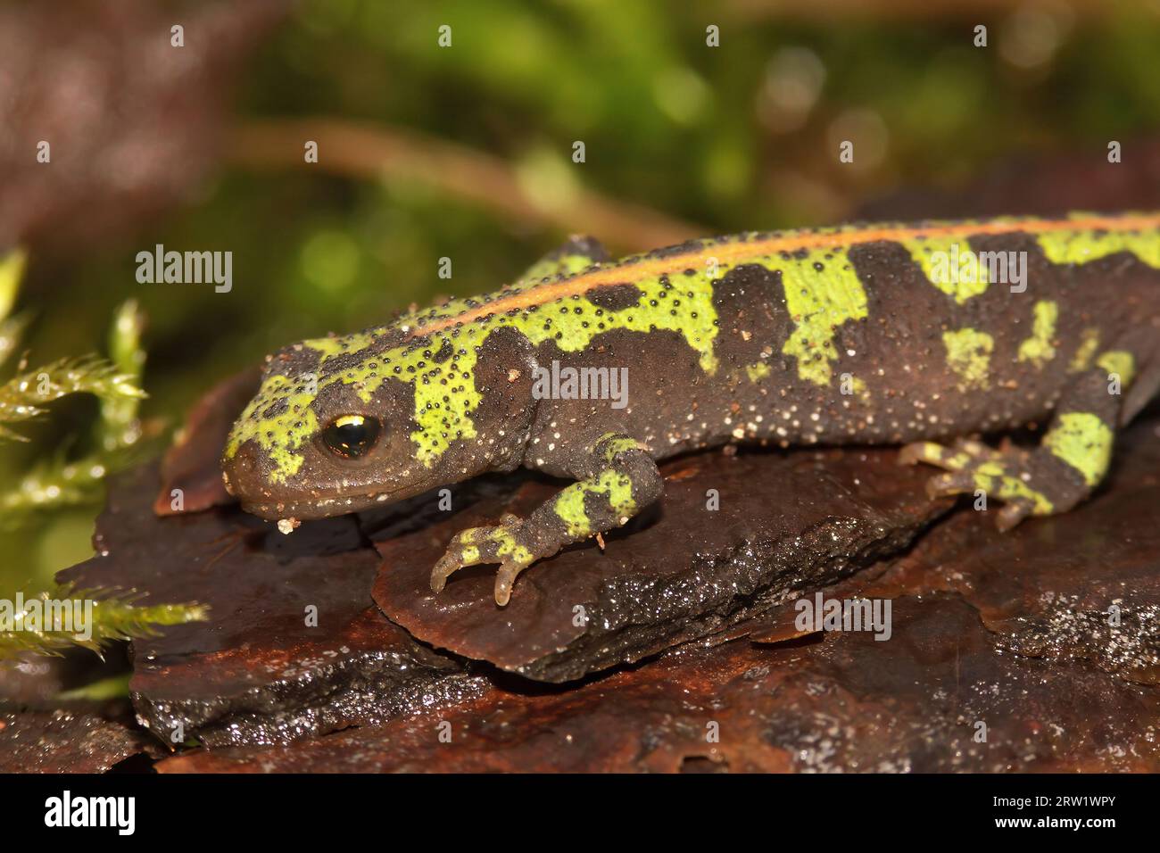 Detailed closeup on the colorful endangered green European marbled newt,  Triturus marmoratus sitting on moss Stock Photo - Alamy